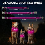 Light Up Dog Collar, Adjustable USB Rechargeable Glow in Dark Dog Collar ，Waterproof Dog Collars for Small Dogs (Pink, Small)