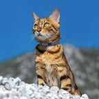 Breakaway Cat Collar Leather with Removable Bell - 13 Colors Available - Soft Adjustable Girl Boy Safety Lightweight Pet Kitten Collars Pink Brown Blue Green Red Orange Black (Brown)