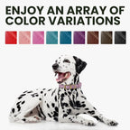 BRONZEDOG Rolled Leather Dog Collar for Small Medium Large Dogs with QR ID Tag (XS: 9-11 Inch, Teal)