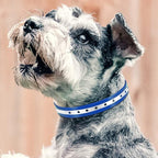 PetJoy Dog Collars Strap, Replacement Collar for Shock Reflective Collar, Adjustable Classic Dog Collar Strap for All Varieties Small Medium Large Dogs (Blue & Orange)