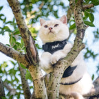 PUPTECK Cat Harness and Leash Set Escape Proof for Walking, Breathable Mash Vest Adjustable Harness for Cats Puppy Small Animals, Reflective at Night, Black Small