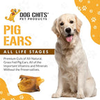 Dog Chits Pig Ears for Dogs – 100% Natural Baked Pig Ear Dog Treats & Training Chews – High Protein, Lower Fat, Grain-Free – Great for Puppies, Dental Support – Medium Size, 15 Pack – Made in USA