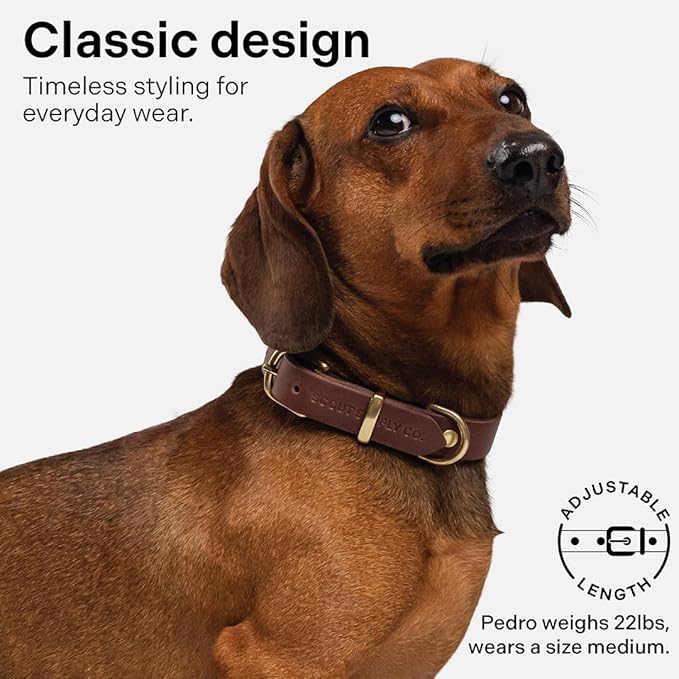 Classic Genuine Leather Dog Collar | Dog Collars for Medium Dogs, Small Dogs, Large Dogs & Extra Large Dog | Wide Dog Collar | Heavy Duty Dog Collar | Dark Brown (S: 0.8" Wide for 10.5"-13.5" Neck)