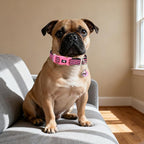 Small Dog Collar with Bell Reflective - Adjustable Tiny XS XXS Breed Collar for Girl Female,Night Walk Safety Accessory（Pink S）