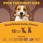 WhiteTail Naturals - Deer Antlers for Extra Small Dogs (12 Pack) Natural Dog Antler Chews for Puppies & Small Aggressive Chewers - Long Lasting Chew Bones
