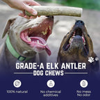 Devil Dog Pet Co. Elk Antlers for Dogs, Large 6"+, 1 Pack, Grade A Long Lasting Chew for Aggressive Chewers, Premium USA Naturally Shed Antler – Healthy, No Odor, Durable Dog Chew