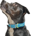 Wild One Dog Collar, Easy-Clean, All Weather Flex-Poly Strap with Metal, Durable, Dirt and Odor Resistant (Hudson, XL)