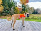 Blaze Orange Dog Vest, Lite Edition. High Visibility Dog Reflective Jacket with Mid Back Coverage. Ideal Hunting Vest, Reflective Gear for Small, Medium, and Large Breeds Helping to Keep Your PUP Safe