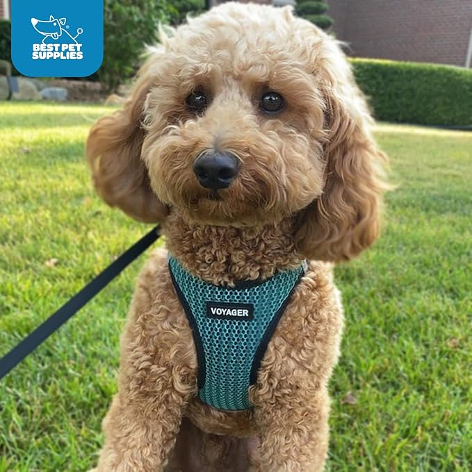 Best Pet Supplies Voyager Step-in Air Harness - All Weather Mesh, Reflective, No Pull Harness for Dogs, Cats - Secure with Hook & Loop Fastener, Buckle, Double D-Rings - Tone, XL