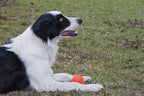 Hard Rubber Balls for Dogs,Dog's Solid Rubber Bouncy Ball Bite Resistant and Indestructible Dog Training Ball,Dog Balls for Aggressive Chewers