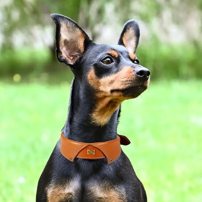 | Genuine Leather Dog Collar | Full Grain, Heavy Duty | Comfortable, Padded, Strong | Best for Pups, Small, Medium, Large & XL Breeds (Large (Fit Neck Size 18.5"-22.5"), Shirt Collar - Tan)