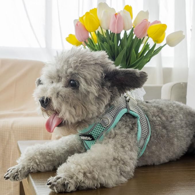 AIITLE Step in Dog Harness and Leash Set - Summer No Pull Escape Proof Vest Harnesses with Soft Mesh and Reflective Bands, Adjustable Pet Outdoor Harnesses for Small and Medium Dogs Turquoise M