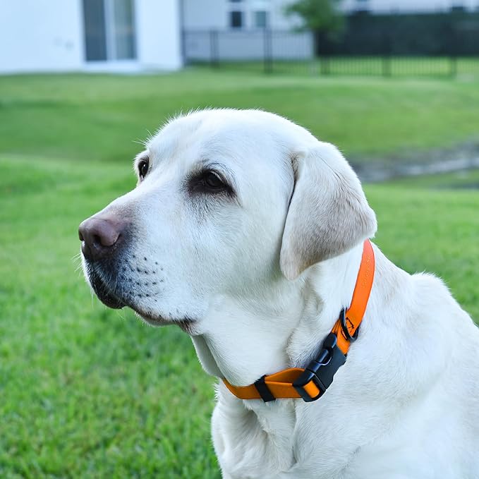 Dogline Biothane Waterproof Dog Collar with Quick Release Buckle Strong Coated Nylon Webbing with Odor- Proof for Easy Care Easy to Clean Fits Small Medium Large Dogs, Tangerine Orange 3/4" W 12-19" L