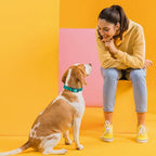 Dogline Biothane Waterproof Dog Collar Strong Coated Nylon Webbing with Black Hardware Odor- Proof for Easy Care Easy to Clean High Performance Fits Small Medium or Large Dogs, Blue Aqua