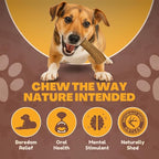 WhiteTail Naturals - Antlers for Extra Small Dogs (6 Pack) Deer Antler Dog Chew Bones for Extra Small Aggressive Chewers - Long Lasting Horn Chew Toys - Naturally Shed
