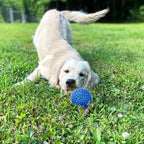 Cutie's PetBox Squeaky Rubber Spike Toy Ball for Small Dogs (2.5 Inch, Blue)