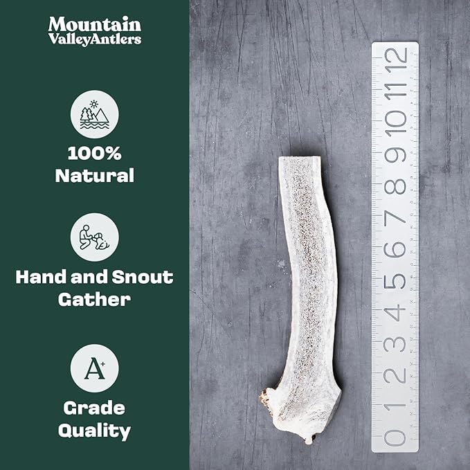 Mountain Valley Elk Antlers for Dogs - 100% Natural & Organic Chew for Aggressive Chewers, No Odor, No Mess, Long Lasting - Wild-Foraged Naturally Shed Antlers in USA - Grade A, Split Medium (1 Pack)