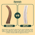 Mountain Valley Moose Antlers for Dogs - 100% Natural & Organic Chew for Aggressive Chewers, No Odor, No Mess, Long Lasting - Wild-Foraged Naturally Shed Antlers in USA - Grade A, Whole Large (1 Pack)