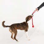Playology Dog Toys | Puppy Toy Tough Tug Knot for Tug of War Designed for Young & Active Dogs | Medium Beef Scented Toy Made from Non Toxic Materials