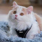 AIITLE Dog Harness, Summer No-Pull Cat Harness with a Leash, Adjustable Reflective Dog Vest, Cat Harness Escape Proof, Outdoor Walking, Camping for Extra Small Dogs and House Cats Black XXXS