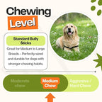 Bully Sticks for Medium Dogs, (6 Inch, 10 Count), Dog Chew Toy, Long-Lasting, 100% Grass-Fed Beef Pizzle for Medium and Large Dogs - Rawhide-Free
