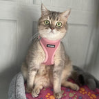 Voyager Step-In Air Dog Harness by Best Pet Supplies - All Weather Mesh Step in Vest Harness for Small and Medium Dogs, Pink, size L - Chest: 18 - 20.5"