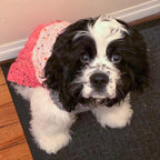 KYEESE Dog Sweater Color Block with Fuzzy Thread Knitted Turtleneck Pet Knitwear with dots in a Variety of Colors for Small Dogs Fall Winter Dogs Clothes, Pink, M