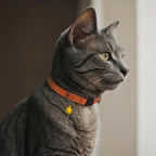 Breakaway Cat Collar Leather with Removable Bell - 13 Colors Available - Soft Adjustable Girl Boy Safety Lightweight Pet Kitten Collars Pink Brown Blue Green Red Orange Black (Graphite)