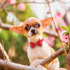 Beirui Cute Extra Small Dog Harness Collar and Leash Set with Bowtie, Soft Adjustable Plaid Puppy Harness for Small Sized Dogs Cats Walks Parties and Photoshoots(Red,XXS:Chest 12-14")