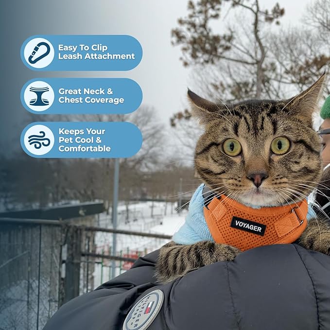Voyager Step-in Lock Adjustable Cat Harness w. Cat Leash Combo Set with Neoprene Handle 5ft - Supports Small, Medium and Large Breed Cats by Best Pet Supplies - Orange, S