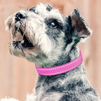 PetJoy Shock Collar Replacement Collar Strap, Reflective Dog Collars Strong, Durable & Adjustable Dog Collar- 2 Piece Set Collar for Dogs