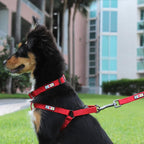 Pawtitas 6 FT Solid Lush Green Leash for Puppy Training - Extra Small to Small Dog Leash