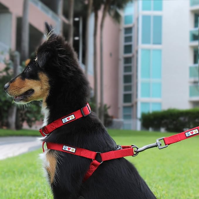 Pawtitas 6 FT Solid Lush Green Leash for Puppy Training - Extra Small to Small Dog Leash