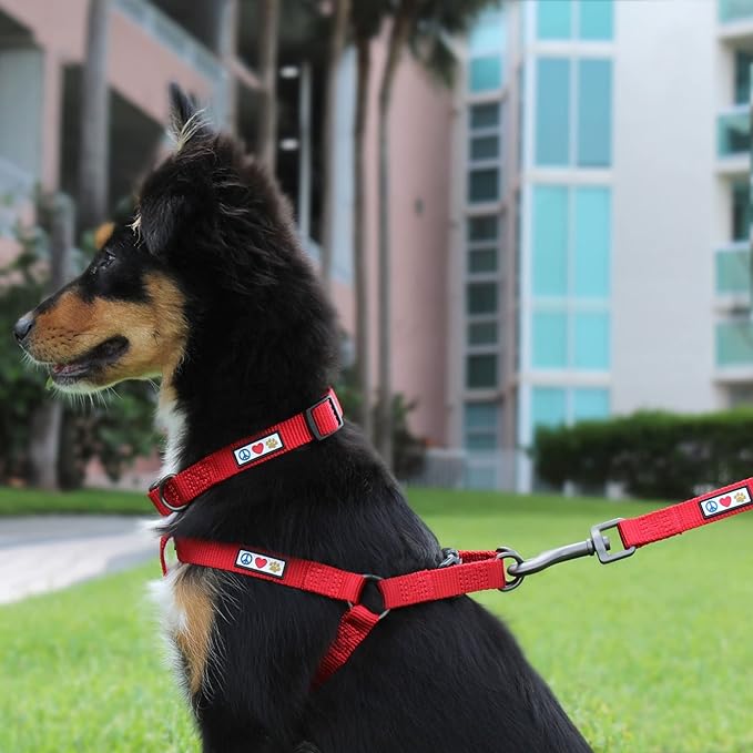 Pawtitas 6 FT Solid Color Leash for Puppy & Cat Training - Extra Small, 6 ft or 1.8 m, Grey