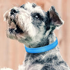 PetJoy Shock Collar Replacement Collar Strap, Reflective Dog Collars Strong, Durable & Adjustable Dog Collar- 2 Piece Set Collar for Dogs