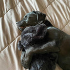 Original Snuggle Puppy Heartbeat Puppy Toy - Heartbeat Puppy for Dogs - Pet Anxiety Relief and Calming Aid - Comfort Dog Toy - Behavioral Training and Sleep Aid Cuddle buddy - Crate Training Essential