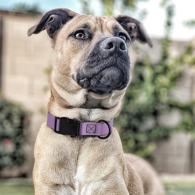 Dogline Biothane Waterproof Dog Collar with Quick Release Buckle Strong Coated Nylon Webbing with Odor- Proof for Easy Care Easy to Clean Fits Small Medium Large Dogs, Amethyst Purple 1" W 15-23" L