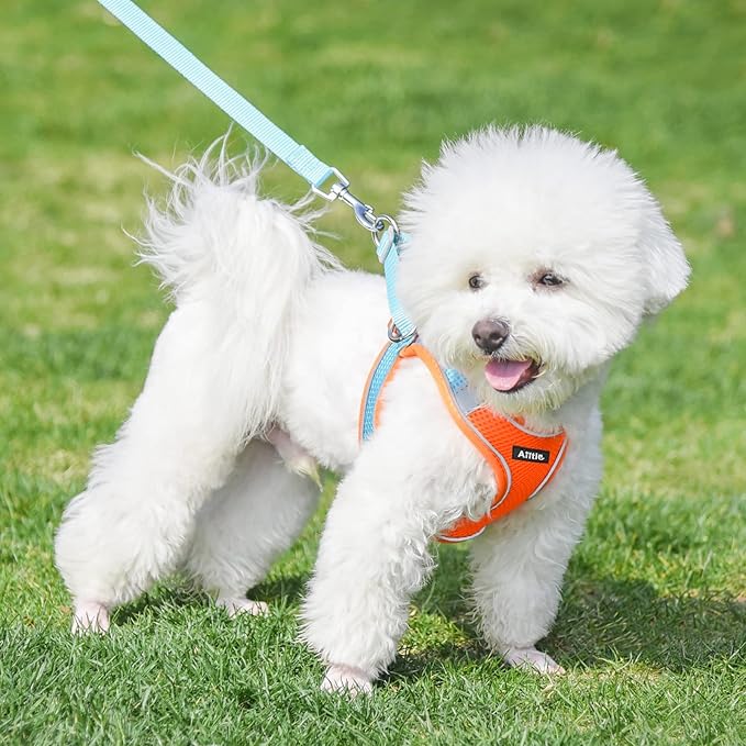 AIITLE Comfortable Dog Harness and Leash Set for Walking - Summer Step in Vest Harness,Reflective Bands, Adjustable No Pull Puppy Essentials, for Small Dogs and House Cats Orange XS