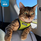 Best Pet Supplies Voyager Step-in Air Harness - All Weather Mesh, Reflective, No Pull Harness for Dogs, Cats - Secure with Hook & Loop Fastener, Buckle, Double D-Rings - Lime Green/Black Trim, XS