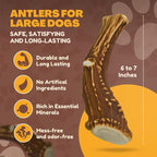 WhiteTail Naturals - Deer Antlers for Large Dogs - Long Lasting Antler Dog Chews - Crafted in USA, Naturally Shed Antler Dog Bones for Aggressive Chewers (Large (Pack of 2))