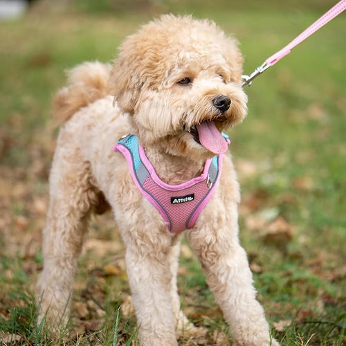 AIITLE Easy Walk Dog Harness and Leash Set - Pet Supply No Pull, Step in Adjustable Pet Harnesses with Padded Vest for Summer, No Choke Over, Easy to Put on Medium Dogs Pink L