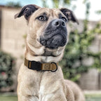 Dogline Biothane Waterproof Dog Collar with Quick Release Buckle Strong Coated Nylon Webbing with Odor- Proof for Easy Care Easy to Clean Fits Small Medium Large Dogs, Coyote Brown 5/8" W 10-14" L