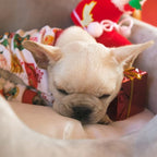 CuteBone Small Dogs Christmas Outfit Soft Puppy Onesies Pjs Dog Pajamas Pet Coat Cat Apparel Comfy Doggie Jumpsuit Bodysuit for All Seasons P17S