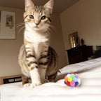 4PCS Cat Toy Balls, 1,75'' Soft Pom Pom Balls for Kittens, Colorful Soft Fuzzy Ball for Cats, Interactive Playing Chewing Toys for Indoor Cats and Kittens, Cute Kitty.