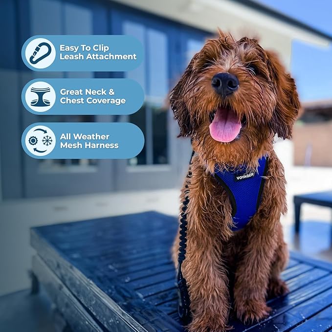 Best Pet Supplies Voyager Step-in Air Harness - All Weather Mesh, Reflective, No Pull Harness for Dogs, Cats - Secure with Hook & Loop Fastener, Buckle, Double D-Rings - Royal Blue/Black Trim, L