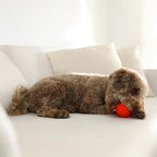 Playology Dog Toys | Dual Layer Ball Durable Chew Toy for Aggressive Chewers | Medium Beef Scented Toy - Easy to Clean and Made from Non Toxic Materials