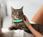2Pcs Breakaway Cats Collars Cat Collars for Boy & Girl Cats Adjustable Kitten Collars with Bell,Purple+Teal,8"-13.1"