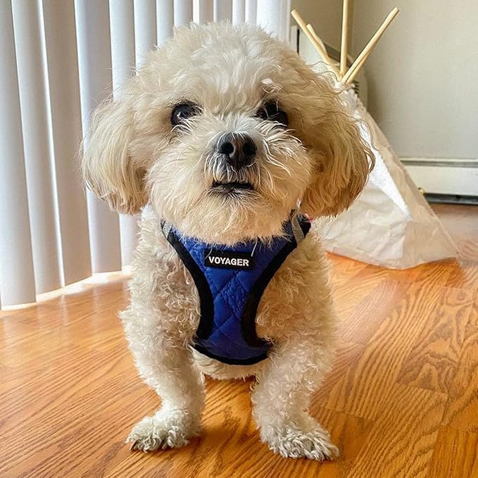 Best Pet Supplies - All Weather Mesh / Plush, Reflective, No Pull Harness for Small, Medium Dogs, Cats - Secure with Hook & Loop Fastener, Buckle, Double D-Rings - Royal Blue Faux Leather, S