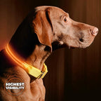 ILLUMISEEN LED Dog Collar USB Rechargeable - Bright & High Visibility Lighted Glow Collar for Pet Night Walking - Weatherproof, in 6 Colors & 6 Sizes (Orange X-Small)