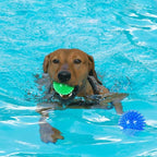 Dog Balls Pet Toys for Small Medium Dogs Clean Teeth and Training Squeaky Balls(3 Pack)